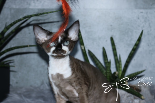 A curly-haired cat with large ears and striking markings looks up at a red feather toy. Green plants are in the background and a Dragonfly Cats logo appears in the lower right corner.