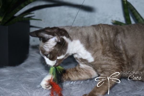 A curly-haired cat playing with a feather toy on a gray fuzzy surface, with green plants in the background and the words Dragonfly Cats in the corner.