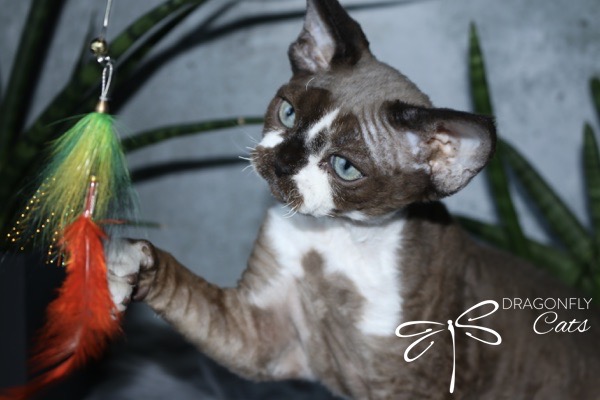 A curly-coated cat with blue eyes touches a colorful feather toy, with green plants in the background. The image has the text Dragonfly Cats with a dragonfly logo in the lower right corner.