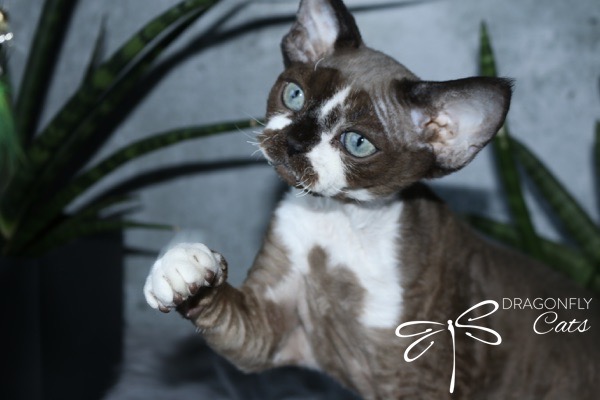 A Devon Rex cat with blue eyes and a curly brown and white coat raises one paw, standing in front of green plants. The logo Dragonfly Cats with a dragonfly icon is in the lower right corner.