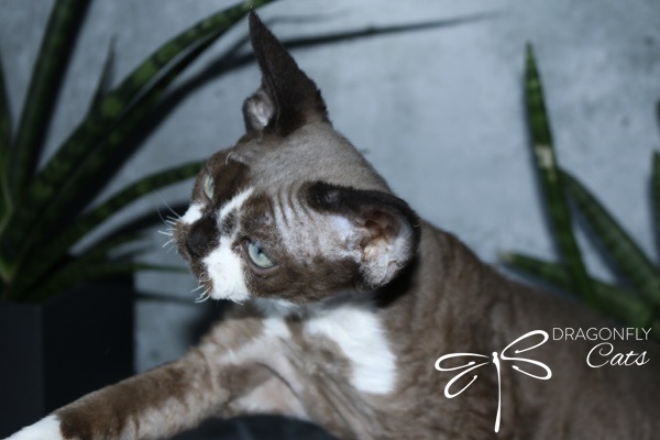 A Devon Rex cat with curly fur and large ears, posed in front of green, spiky-leafed plants against a gray background. Dragonfly Cats with a dragonfly logo appears in the lower right corner.