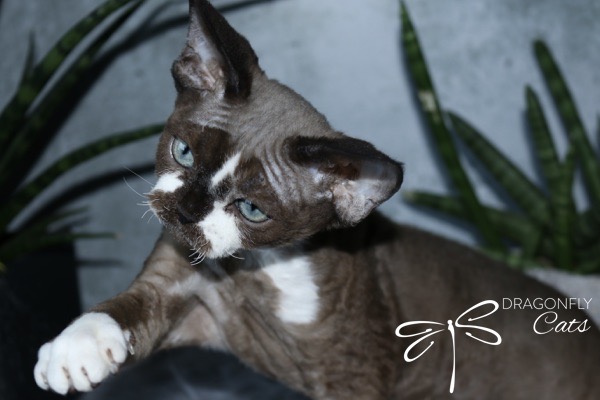 A Devon Rex cat with short, curly fur and blue eyes looks at the camera, raising one paw. Green plants are in the background with the Dragonfly Cats logo in the corner.