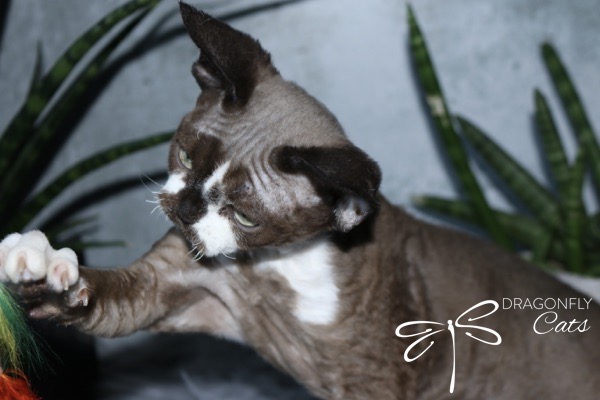 A Devon Rex cat with short, curly fur stretches its paw toward a colorful toy, with green plants and the Dragonfly Cats logo in the background.