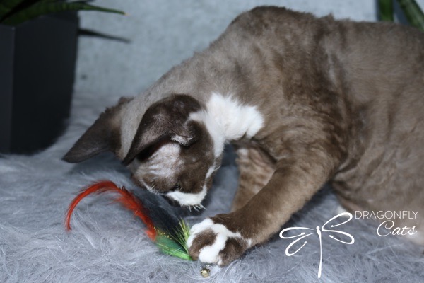 A brown and white cat with short curly fur plays on a fluffy gray surface, batting at a colorful feather toy. The Dragonfly Cats logo is visible in the corner.