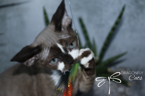A gray and white cat with blue eyes plays with a colorful feather toy. The Dragonfly Cats logo appears in the bottom right corner. Green plants are blurred in the background.