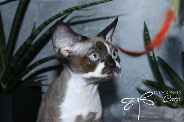 A short-haired cat with blue eyes and a dark face looks intently at an orange feather toy. Green plants are in the background, and the words DRAGONFLY Cats appear in the corner with a dragonfly logo.