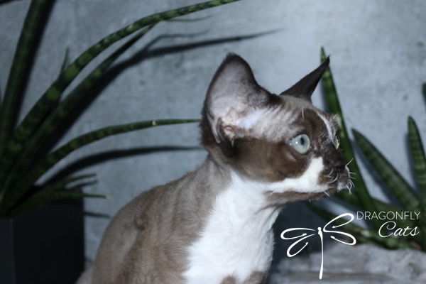 A Devon Rex cat with short, curly fur and large ears looks to the side. The background features green snake plants and a grey wall, with the “Dragonfly Cats” logo in the lower right corner.