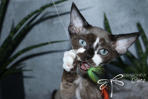 A blue-eyed cat with large ears bites and plays with a green and orange feather toy. The Dragonfly Cats logo appears in the lower right corner, and leafy plants are visible in the background.