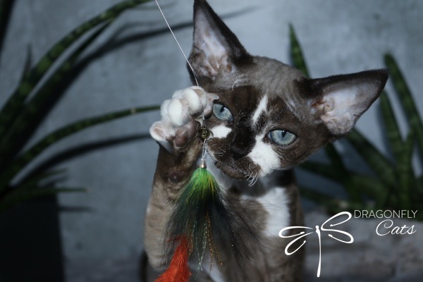 A blue-eyed cat with short, curly fur reaches out to play with a feathered toy. The background features green plants, and the words Dragonfly Cats with a dragonfly logo appear in the bottom right corner.