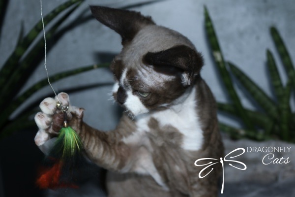 A curly-haired cat with a white and brown coat plays with a colorful feathered toy, lifting its paw. Green plants and a gray wall are in the background. The words DRAGONFLY Cats with a dragonfly logo appear in the bottom right.