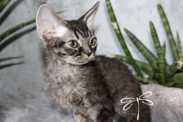 A curly-coated, gray tabby Devon Rex cat with large ears sits in front of green houseplants. The logo Dragonfly Cats with a dragonfly graphic is visible in the bottom right corner.