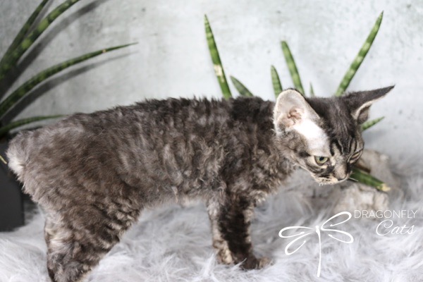 A curly-haired, gray cat with a short tail stands on a fuzzy white rug, surrounded by green potted plants. The logo Dragonfly Cats appears in the bottom right corner.