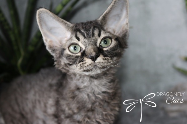 A curly-haired gray tabby cat with large ears and green eyes looks up, sitting in front of green plants. The image features the Dragonfly Cats logo in the bottom right corner.
