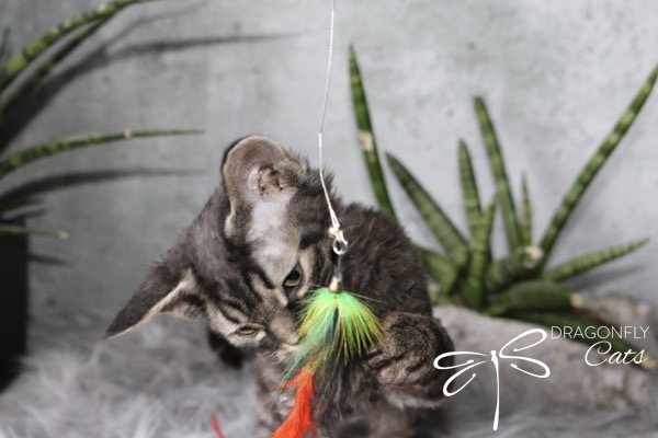 A fluffy gray tabby kitten plays with a green and orange feather toy. There are green houseplants and a soft, white rug in the background. The words DRAGONFLY Cats and a dragonfly graphic appear in the corner.