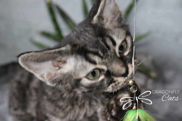 A curly-haired gray tabby cat is playfully biting a string toy with green feathers. The cat has large ears and green eyes, and is looking at the camera. The background is blurred with green plant leaves.