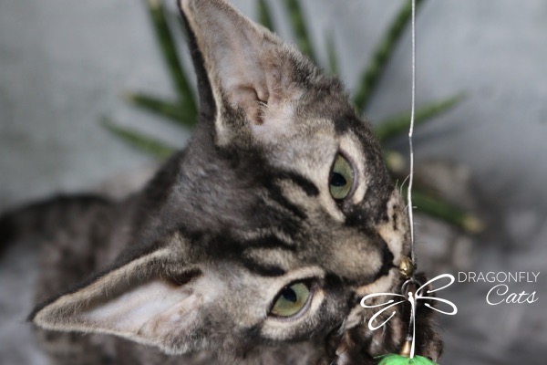 A close-up of a gray tabby cat with green eyes playing with a dangling toy. The cats head is tilted, and the background is blurred. The Dragonfly Cats logo is visible in the lower right corner.