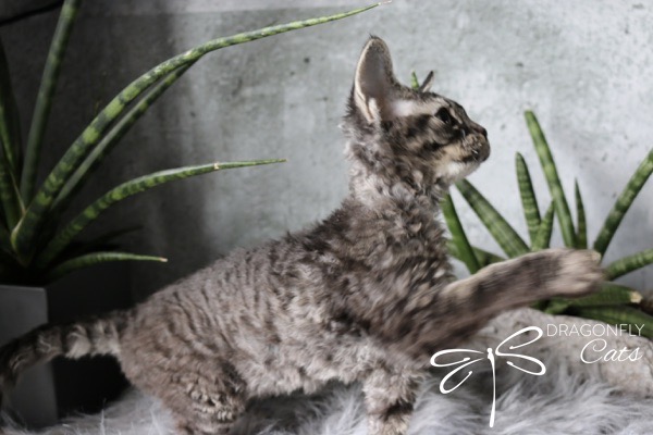 A curly-haired gray kitten with dark stripes stretches its paw forward on a fluffy gray surface, surrounded by green potted plants. The Dragonfly Cats logo appears in the lower right corner.