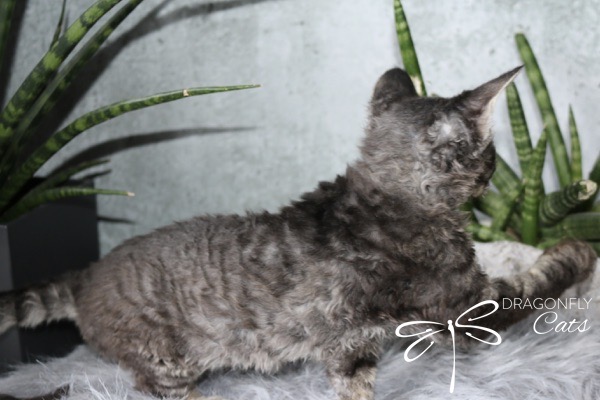 A curly-haired gray cat stands on a fluffy surface, facing away from the camera. There are snake plants in the background and the words Dragonfly Cats with a dragonfly graphic in the lower right corner.