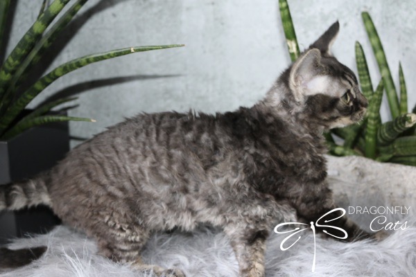 A curly-haired kitten with large ears stands on a fluffy surface next to green plants. The kitten’s fur is grey and wavy, and the background includes a soft grey wall. The text Dragonfly Cats appears in the corner.