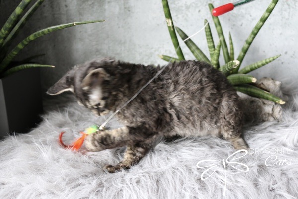 A curly-haired kitten plays with a red and green feather toy on a string, standing on a fluffy gray rug next to a potted snake plant.