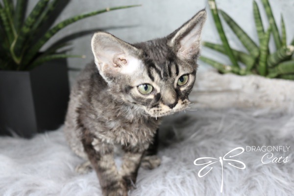 A curly-haired gray kitten with large ears stands on a fluffy gray surface. Green potted plants are in the background. The words Dragonfly Cats with a dragonfly logo appear in the bottom right corner.