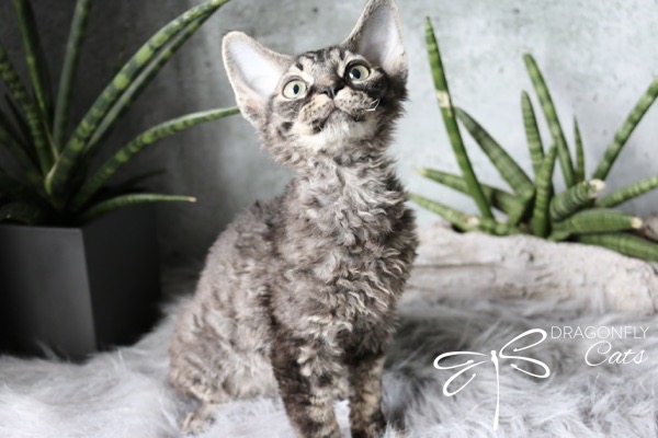 A curly-furred tabby kitten with large ears sits on a fluffy gray rug, looking up. There are green potted plants and a gray background. The text reads Dragonfly Cats with a dragonfly illustration.