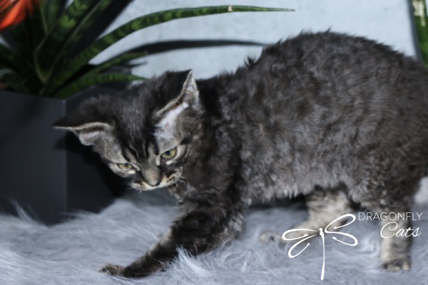 A curly-haired black and gray kitten walks on a fuzzy gray surface next to a plant, with the words Dragonfly Cats and a dragonfly logo in the lower right corner.