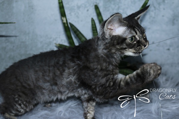 A curly-haired gray tabby kitten stands on a fluffy surface, reaching out with its paw. Green leaves are in the background, and Dragonfly Cats with a dragonfly logo appears in the lower right corner.