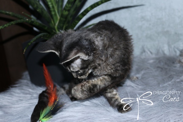 A curly-haired black and grey cat plays with a feather toy on a fluffy gray surface, with a green potted plant and a Dragonfly Cats logo in the background.