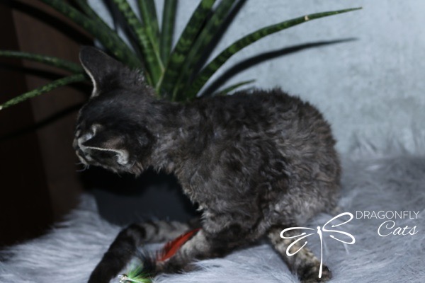 A curly-haired black and gray cat sits on a fluffy gray surface in front of a green plant, facing to the left. The Dragonfly Cats logo appears in the lower right corner.