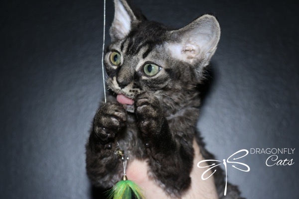 A black and grey tabby kitten with large ears plays with a feather toy, holding it with its front paws and sticking out its tongue. The background is black, and a Dragonfly Cats logo is in the lower right corner.