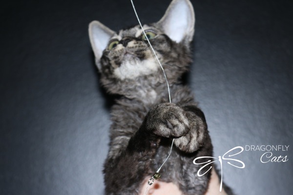 A curly-furred gray kitten reaches up with its paws, playing with a string. The background is dark, and a Dragonfly Cats logo is in the corner.