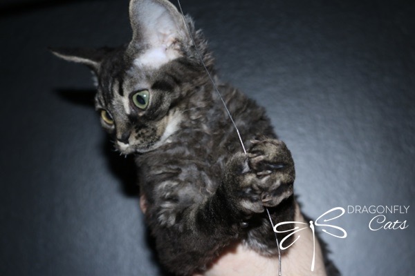 A curly-haired black and gray cat is being held up by a hand, pawing at a thin string against a dark background. The logo Dragonfly Cats appears in the bottom right corner.