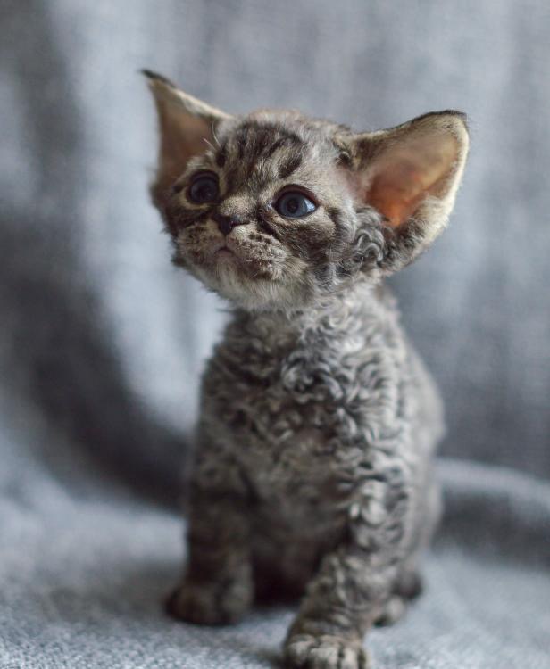 Tabby Devon Rex kitten sitting on a grey blanket