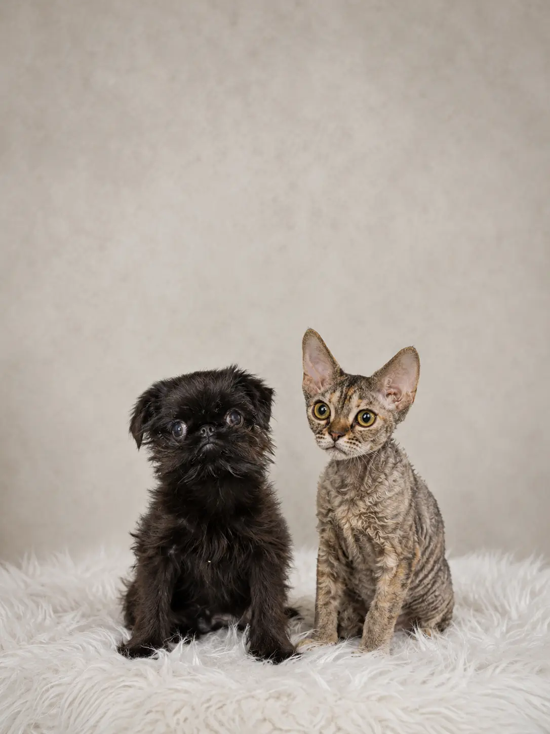Black Brussels Griffon puppy and tabby Devon Rex kitten sitting side by side