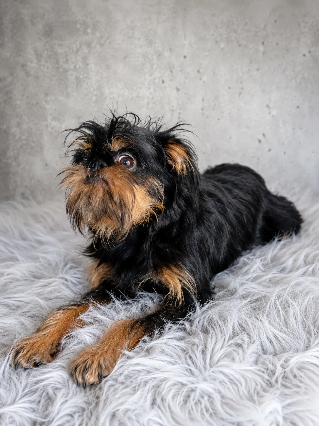 Black and tan Brussels Griffon lying on white fur