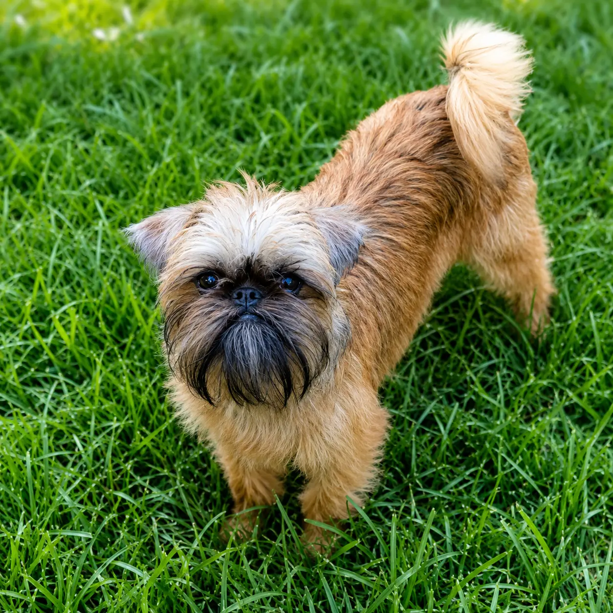 Red Brussels Griffon standing on the grass