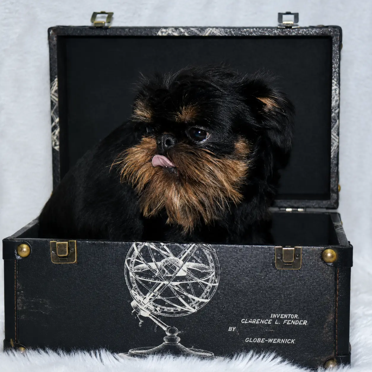 Black Brussels Griffon puppy sitting in an open vintage trunk