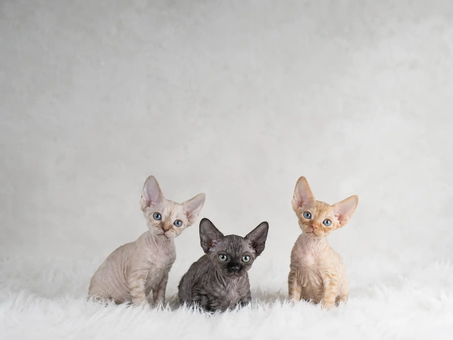 Three Devon Rex kittens sitting on white fur