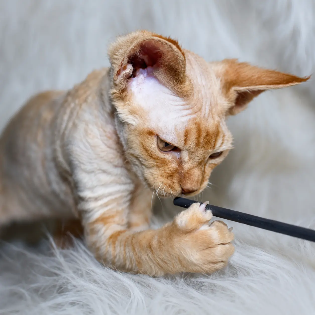 Chaton Devon Rex crème qui joue avec un jouet