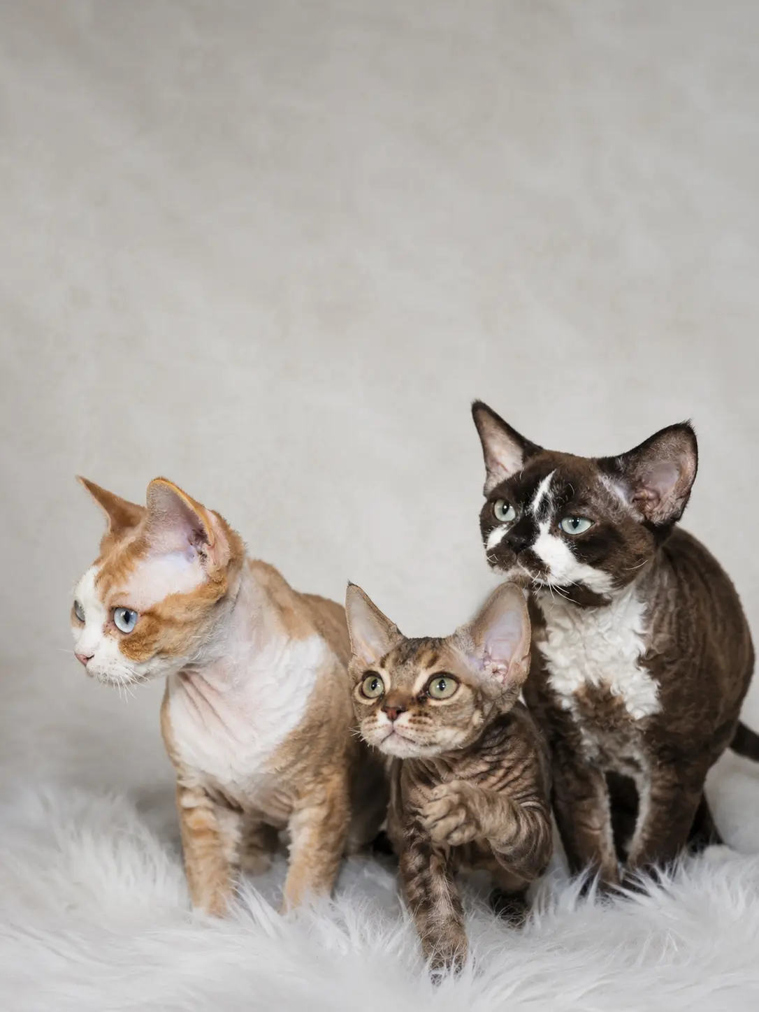 Three Devon Rex cats with different coat colours sitting together