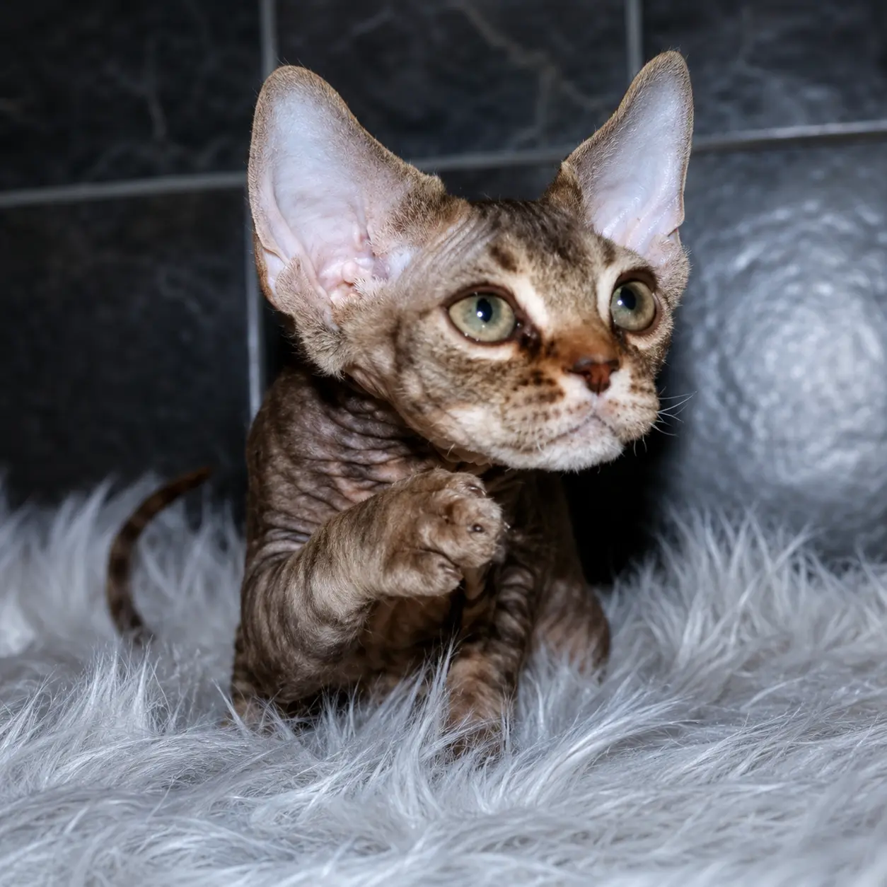Brown tabby Devon Rex with large ears lying on white fur