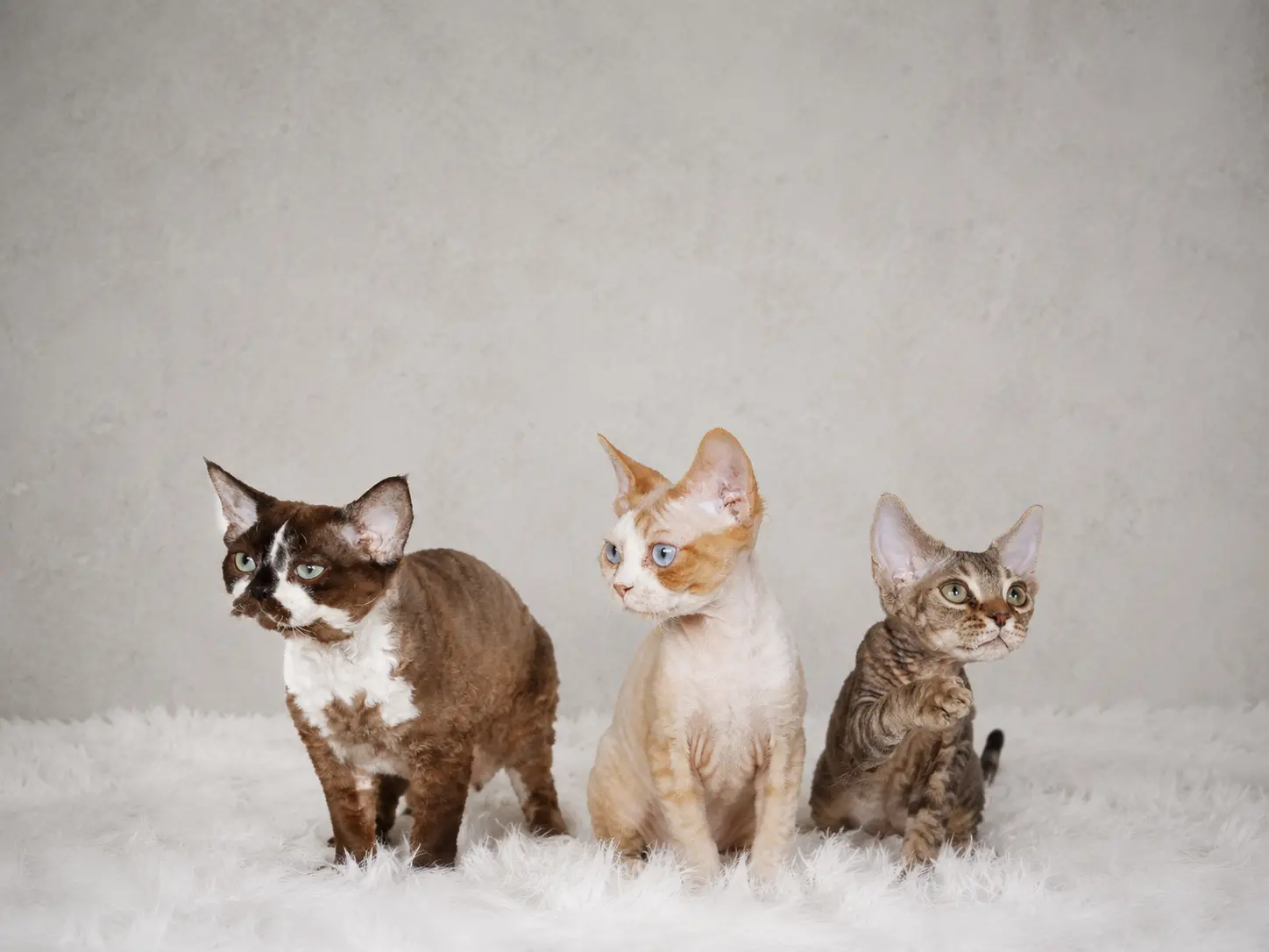 Éleveur Devon Rex Laurentides : chatons Devon Rex de DragonflyCats