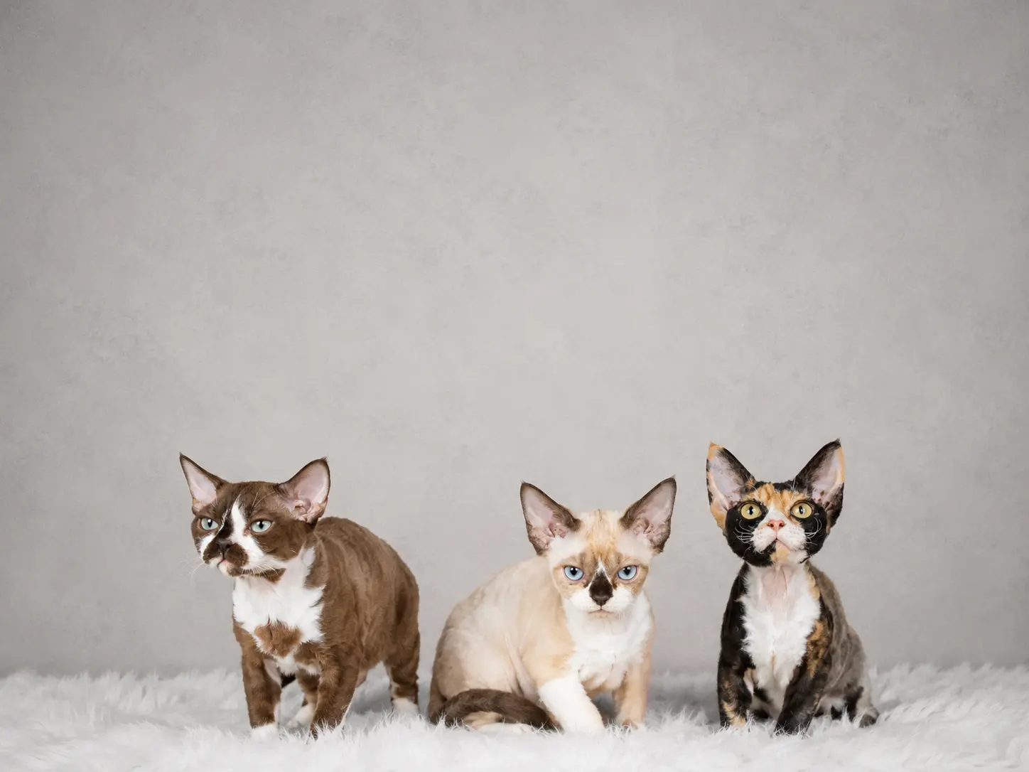 Éleveur Devon Rex Lanaudière : chatons Devon Rex de DragonflyCats