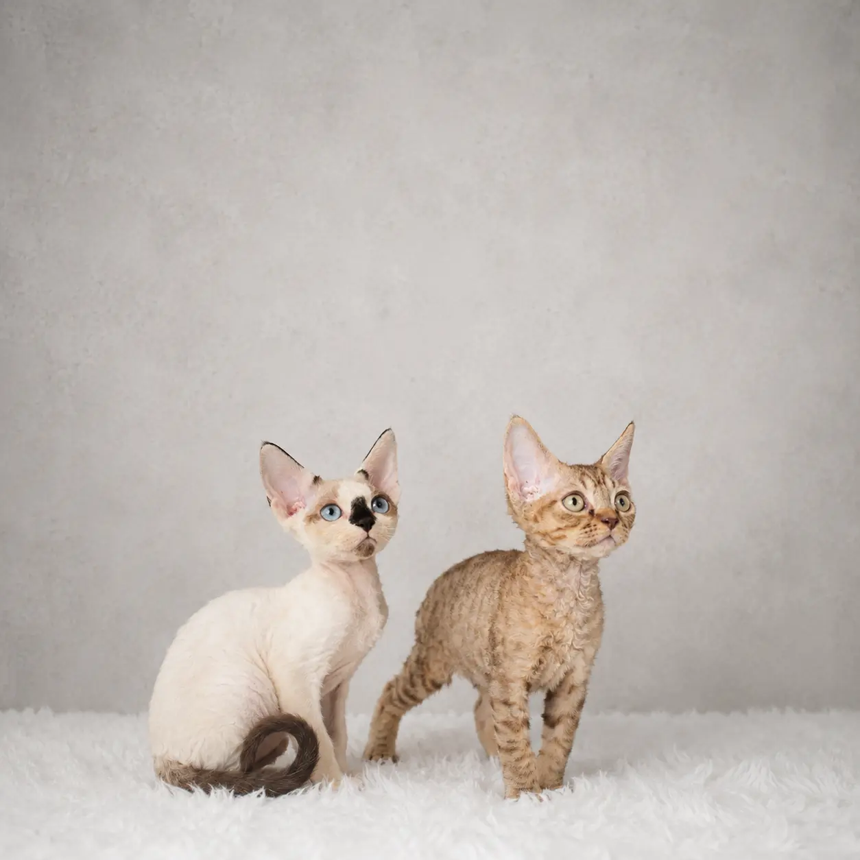 Colorpoint and tabby Devon Rex kittens sitting on white fur