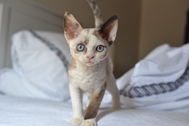 Colorpoint Devon Rex kitten standing on a bed