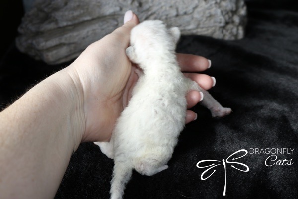 DragonflyDevon Blueberry Bee – Devon Rex