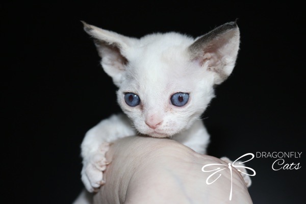 DragonflyDevon Blueberry Bee – Devon Rex