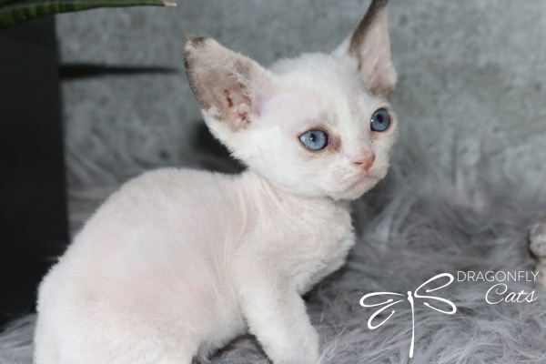 DragonflyDevon Blueberry Bee – Devon Rex