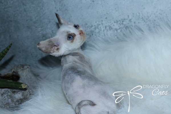 DragonflyDevon Blueberry Bee – Devon Rex